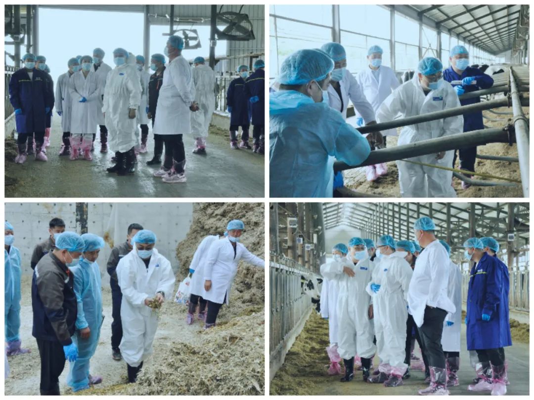 花花牛丨國家奶牛產(chǎn)業(yè)技術(shù)體系首席科學(xué)家、中國農(nóng)業(yè)大學(xué)教授李勝利一行蒞臨花花牛魯山瑞亞參觀調(diào)研