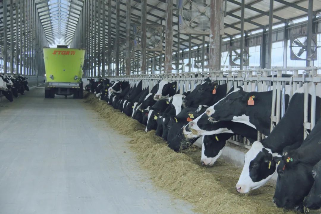 花花牛丨國家奶牛產(chǎn)業(yè)技術(shù)體系首席科學(xué)家、中國農(nóng)業(yè)大學(xué)教授李勝利一行蒞臨花花牛魯山瑞亞參觀調(diào)研