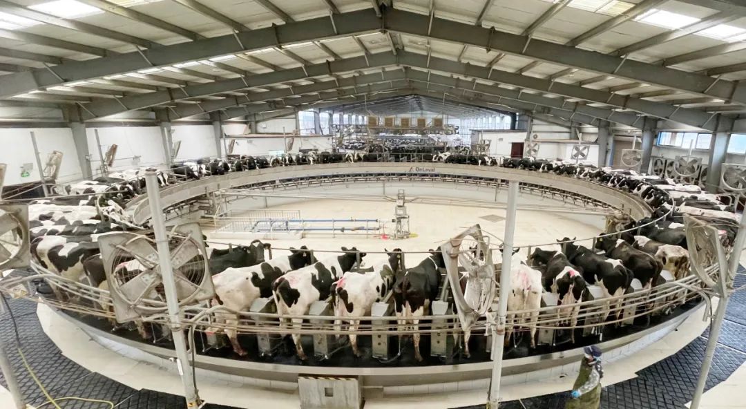 凝心聚力·贏創(chuàng)未來 | 花花牛乳業(yè)集團(tuán)召開營銷、養(yǎng)殖及飼料經(jīng)營工作會(huì)議