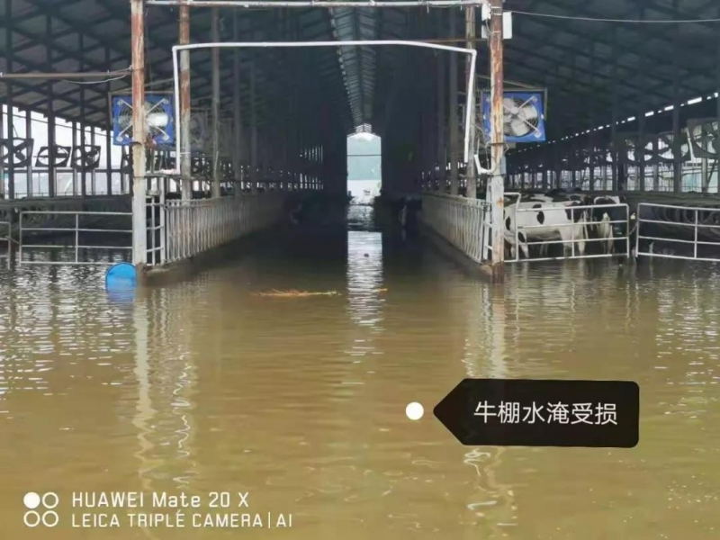 【乳報·聚焦】“豫”難而上的中原牛人“太中了”！